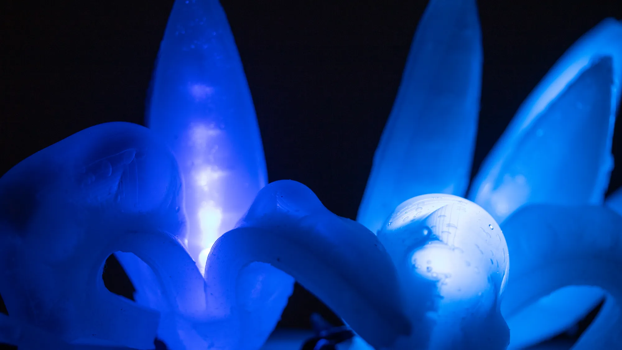 Nocturnal Flowers