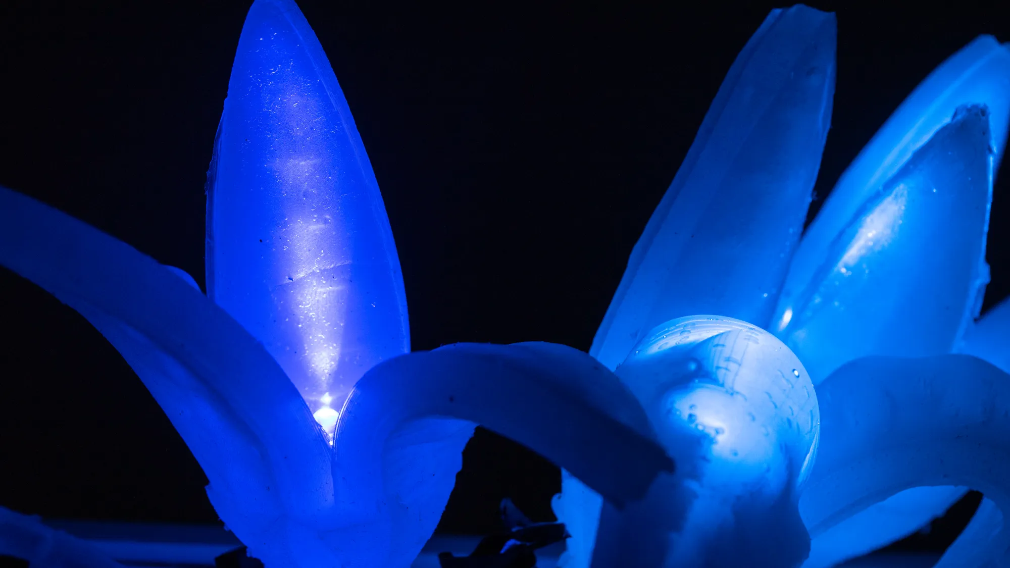 Nocturnal Flowers, detail 2